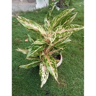 ♞,♘(3) Aglaonema Varieties Uprooted Live Plants (LUZON ONLY)