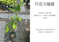 心栽花坊-巧克力蓮霧/4吋/高壓苗/水果苗/蓮霧品種/售價250特價200