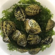 【嘉嘉寵物】㊙️限量嚴選💯彩紋笠螺  療癒系🐌 觀賞魚蝦  （飼料餌料）