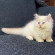 kucing Munchkin cebol jantan Himalaya red point