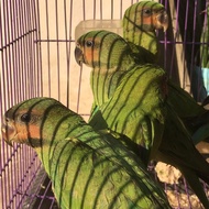 Burung Betet Sumatra Betsum Usia Muda