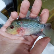 Ikan Louhan SRD Size 3 cm Kualitas Premium / Ikan Louhan / SRD / Bibit Ikan