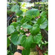 Begonia cucullata /Begonia/House plant/I