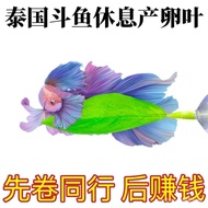 2380 Comment Fish Rest Leaves Thai Betta Sunshade Leaves Hidden Leaves Aquarium Decoration Artificia
