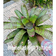 Bromeliad - Bromeliad High Voltage