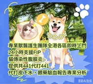 貓貓GS-441腹膜炎資訊免費看報告指導經濟治療