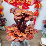 现货新款灵芝盆景懒人种植室内阳台植物招财林芝盆栽趣味桌摆时来运转