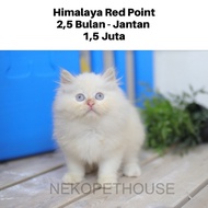 Kucing Himalaya Red Point Anak Kucing Lucu