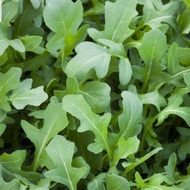 200 Rocket Salad Arugula Lettuce seeds Garden Seeds Plant seeds Vegetable seeds (fr SG)