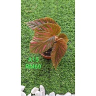 BEGONIA ASAM BATU ~ REAL PLANT ~ INDOOR PLANT ~OUTDOOR PLANT    READY STOCK BEGONIA ASAM BATU ® POKO