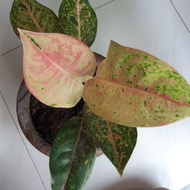 ✴aglaonema plants in different varieties