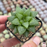 Haworthia retusa f. geraldii ฮาโวเทีย ไม้อวบน้ำ กุหลาบหิน cactus&amp;succulentหลากหลายสายพันธุ์