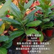 棋盤腳(濱玉蕊)盆栽/玉蕊科/夜間開花植物
