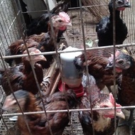 Ayam Pelung Anakan Jumbo Berkualitas New Stock