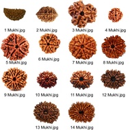 Rudraksha beads 1-6 face