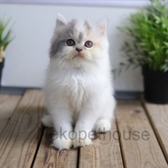 Kucing Himalaya, Persia Longhair Kitten