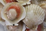 【冷凍貝類】扇貝(半殼)(大)5~7粒 /約 500g ~ 每一顆都有手掌心那麼大~肉質鮮甜結實~