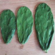 cactus opuntia 仙人掌 (🌵besar 1  keping RM 4.00🌵2 keping RM 3.5)有机&天然/Organic