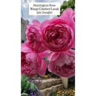 Ownroot Rose Id Huntington Rose - Wangi, Climber, Lasak (pic 29Sep)