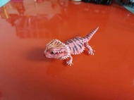 Realistic Reptile Figures Egg Toy Gecko Bearded Lizard