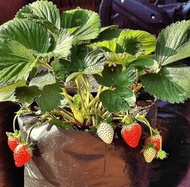 Bibit Strawberry California / Pohon Strawberry California