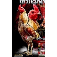 telur fertil ayam aduan kualitas super / mangon iq /pama iq / mangon