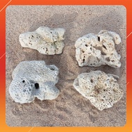 [1KG] Big Coral Stone Aquarium Filter Media Batu Karang Besar Big Sea Coral Stone