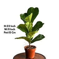 Fiddle Fig Besar / Fiddle leaf fig / Ficus lyrata / real live plant / Indoor Plant / Pokok hiasan