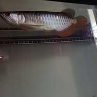 Ikan Arwana Golden Red Natural hasilfoto tanpa lampu