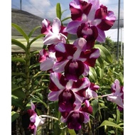 anggrek dendrobium king dragon beauty dwasa