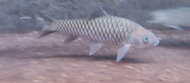 ikan mahseer