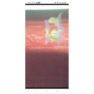 c1 albino bt trio guppy