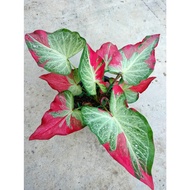 Caladium/ID: Shycool (Thailand)NO Indonisia/Keladi