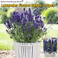 ปลูกง่าย เมล็ดพันธุ์ ลาเวนเดอร์ อังกฤษ ดอกไม้หอม บรรจุ 10 เมล็ด Lavender Seed Lavandula Flower Seeds for Planting บอนสี บอนไซ เมล็ดดอกไม้ บอนสีราคาถูก ดอกไม้ปลูกสวยๆ เมล็ดบอนสี ต้นไม้มงคล ไม้ประดับ พันธุ์ดอกไม้ ดอกไม้ปลูก แต่งบ้านและสวน ต้นไม้ฟอกอากาศ