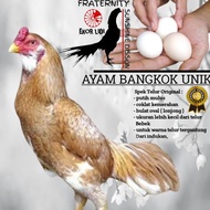 telur Ayam Bangkok Unik Ekor Lidi Brakot A707