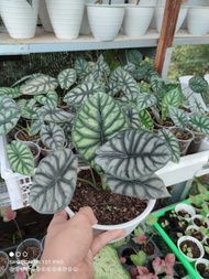 [Rawatan Alocasia Silver Dragon]Daun 1 s/d 6 up Alocasia Dragon Silver