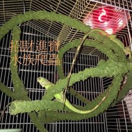 可定型 攀爬 樹藤 藤條 藤蔓 守宮 綠鬣蜥 變色龍 樹枝 蛇 爬蟲箱 巨蜥 蜥蜴 屋 寵物 籠子 鳥棲木 鸚鵡 蜜袋鼯