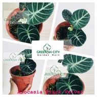 GNC - Black Alocasia Live Plant Multi Species Black Violet Amazonica Hybrid Rare Pokok Bunga 黑叶观音莲