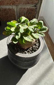 精美魚骨大戟配田中元將盆