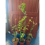 LELONG(Pokok Hidup)Bunga Burung Pokok Burung (Pink) 小鸟花