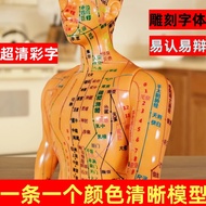 Human Body Model Model Human Body Moxibustion Whole Body Bronze Man Twelve Meridian Small Leather Mo