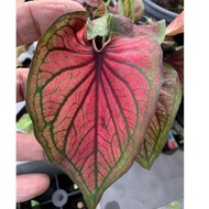 Pink Planter • Caladium Red Ameera 🌺