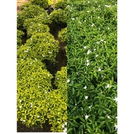 HN Ervatamia Dwarf Yellow/Green Plants Size Bag 9x9 Bunga Hidup