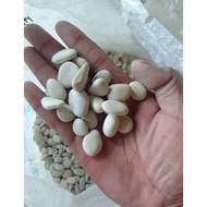 / Coral Stone Smallest Coral Stone 1Kg/ White Coral Stone / Decorative Stone / Garden Stone Natural 