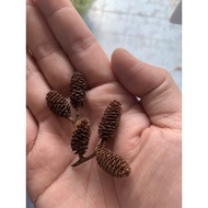 Alder cones Size 1 Cm (Set Of 3 Tablets) From Australia Safe Chemicals 1 Set Has 3 Tablets Shrimp Fo
