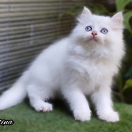 Anak kucing amggora/kitten persia flatnose/kucing persia betina/kucing himalaya betina/kucing mata biru/kucing putih