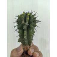 cactus euphorbia Aggregata