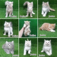 Anakan Kucing Persia Angora Anggora Kiten Baby Kucing Longhair