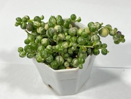 สร้อยไข่มุกด่าง String of Pearls Variegated (,Senecio rowleyanus Variegated ) ไม้อวบน้ำ กระถาง 2 นิ้ว