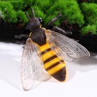 TRENDYSTYLE Growth Cycle Model Kids Toy For Kid Butterfly Growth Cycle Plastic Models Insect Animals